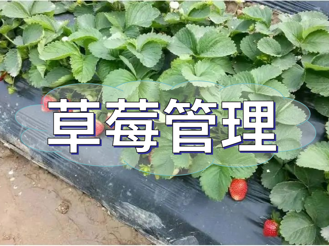 這樣做讓你的草莓品質好，產量高！