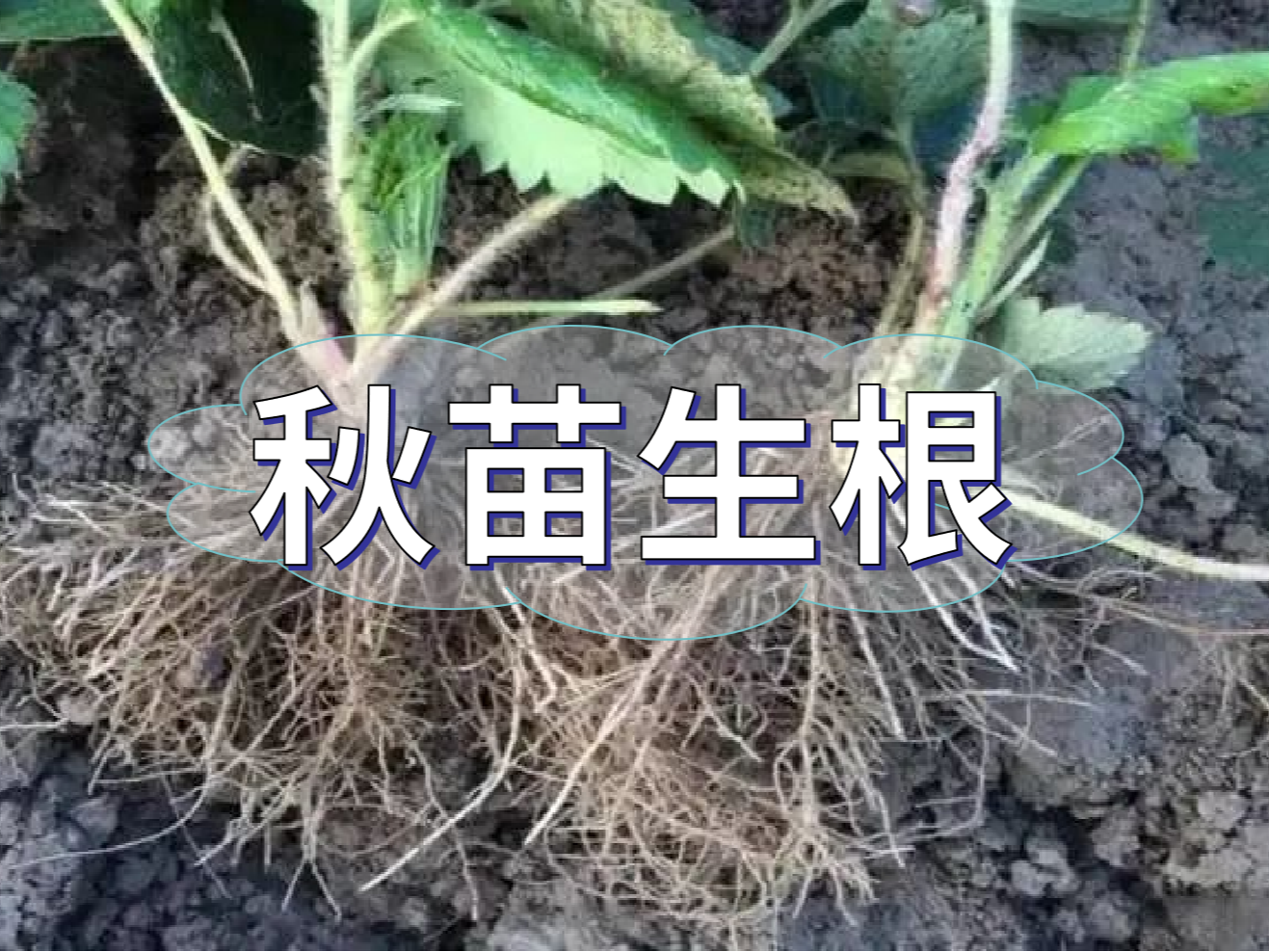 秋播開始，生根養根是作物健壯增產提質的關鍵
