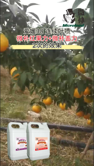 愛媛38 連續葉噴微補紅果力+微補蓋力2次的效果