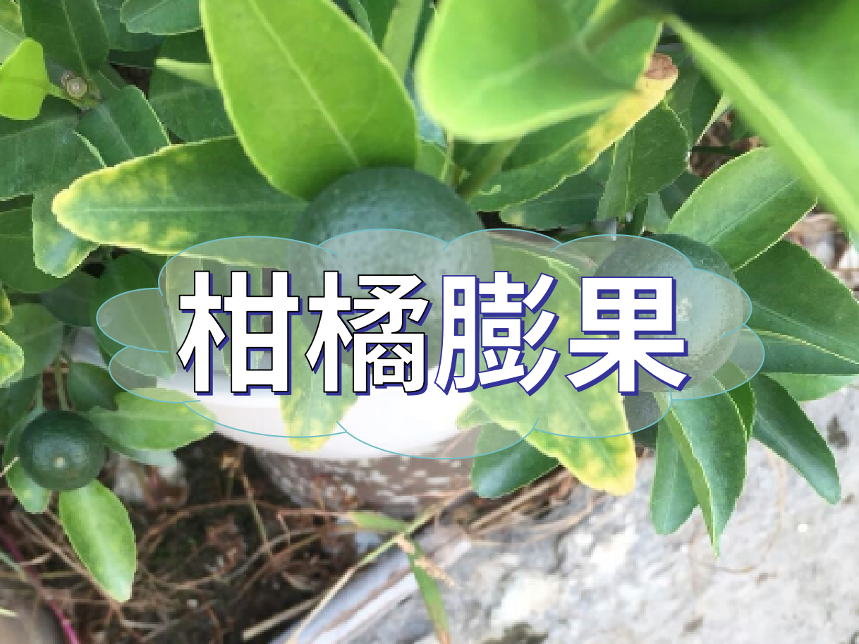 柑橘膨果慢？膨果并非多補鉀這么簡單！