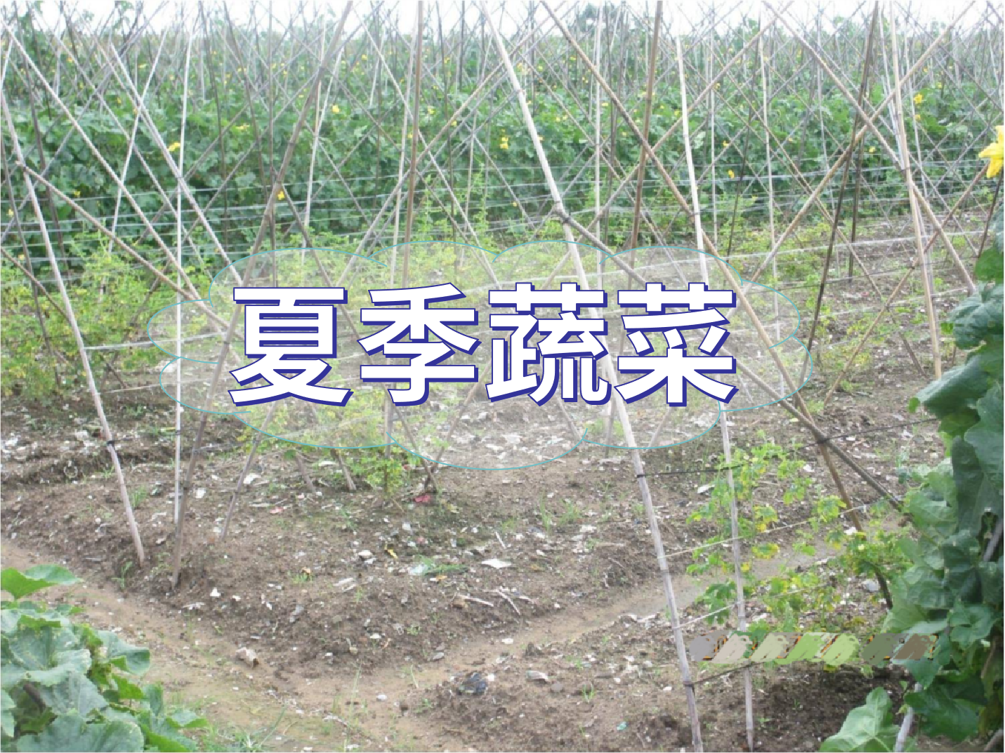 夏季蔬菜實現高產優收要點