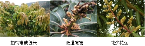 芒果營養方案