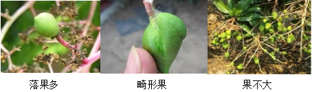 芒果營養方案