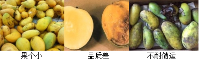 芒果營養方案