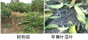 芒果營養方案