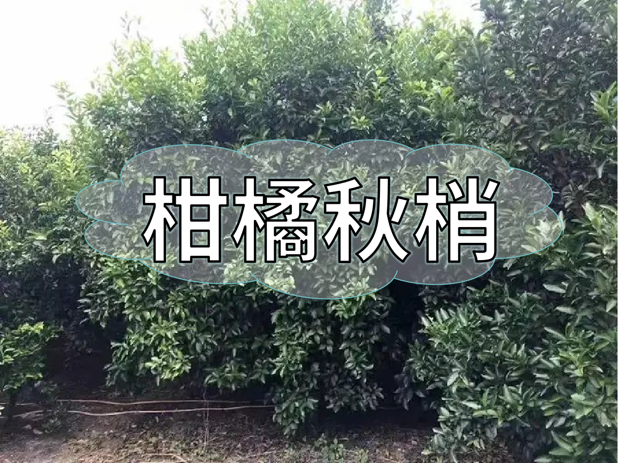 柑橘秋梢老熟期，抓好重點穩今年，保明年
